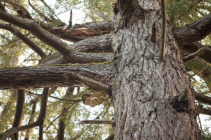 Old growth fir on Cortes